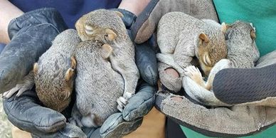 Group of baby squirrels held by gloved hands