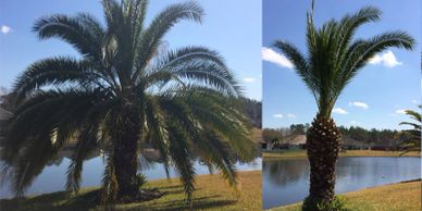 prune palm trees
