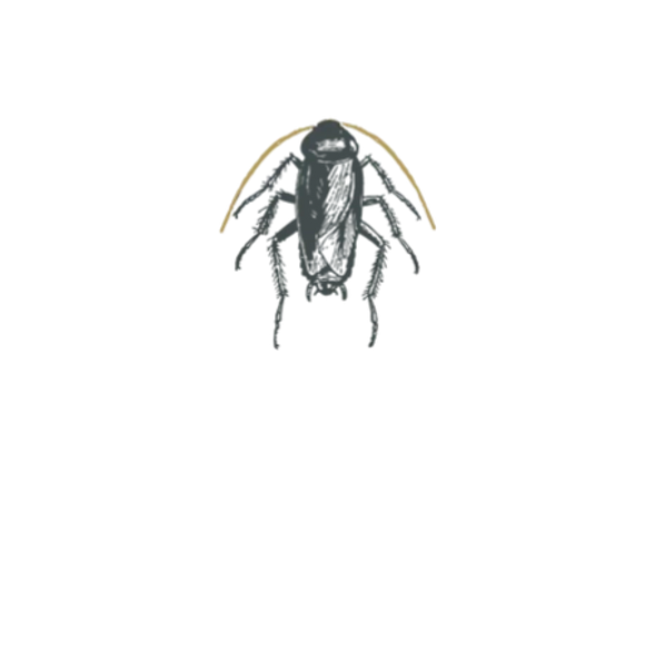 Sketch-like image of a cockroach