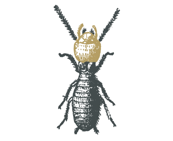 Close up sketch of a termite