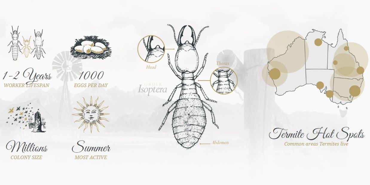 Termites, their eggs, termite anatomy, visual depiction of colony, the sun, termite hot spots in Aus
