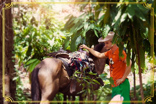 In the mountains of the Dominican Republic, its northern coast, we began to plant cocoa trees 11ago