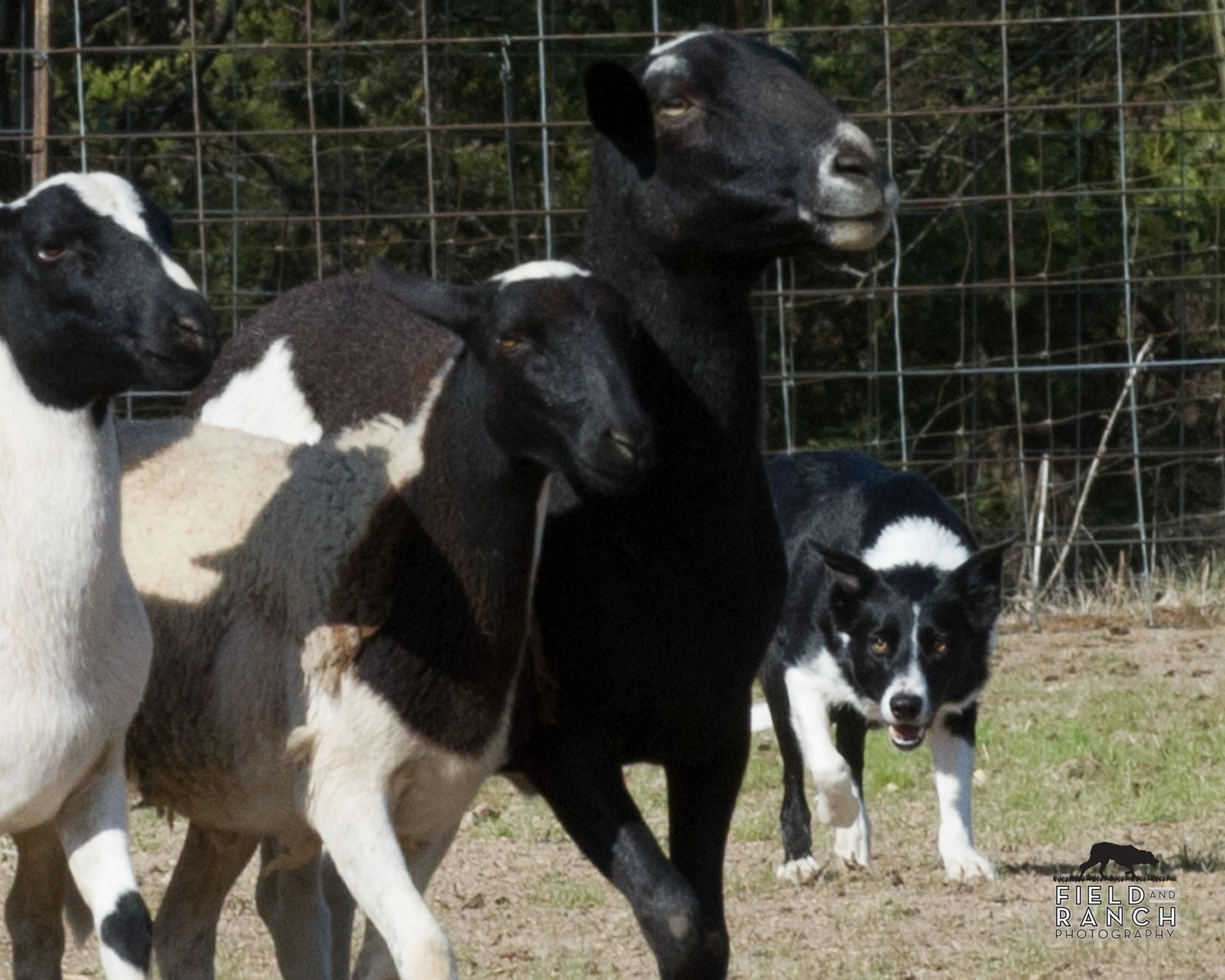 Alamar Farm in Van Alstyne, TX - Where Champions Work