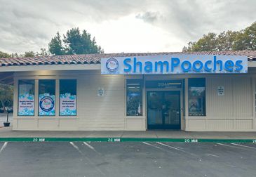 Shampooches in October 2023