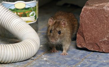 Photo of a brown mouse crawling on the floor next to a hose and a bottle.