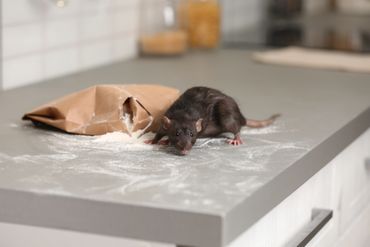 Mouse eating on a counter.