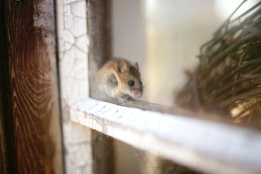Photo of a mouse walking on a window cell, inside the home.