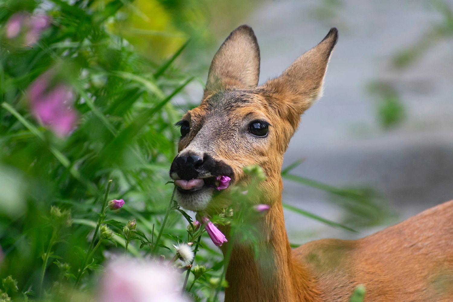 Browsing, foraging animals eat, damage and destroy gardens, trees, shrubs and landscapes.