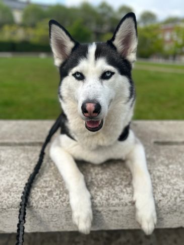 Black and white husky dog resting on a stone bench.