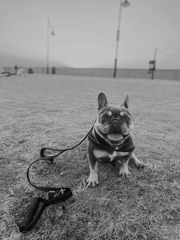 French bulldog sitting on grass with leash.