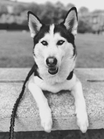 Black and white husky dog resting on a stone bench.