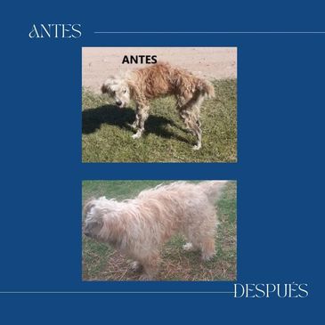 un perro en su antes y después