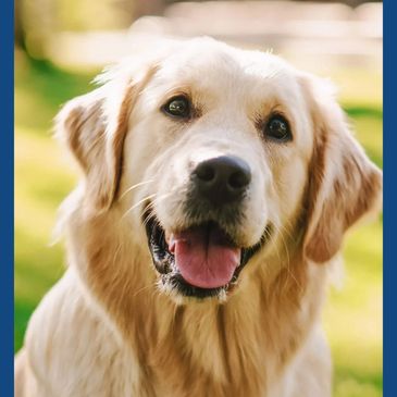 la cara de un perro golden retreiver