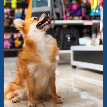 un perro en un pet shop