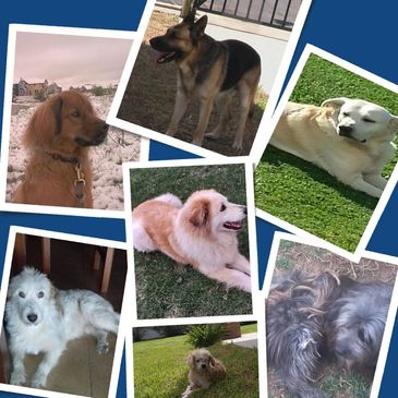 7 fotos de perros