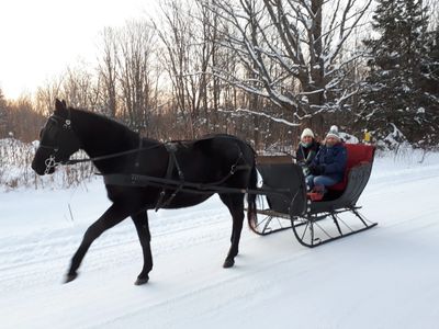 A black horse pulls a sleigh with two people in a snowy winter landscape.
