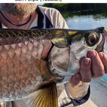 Tarpon in San Felipe Mexico