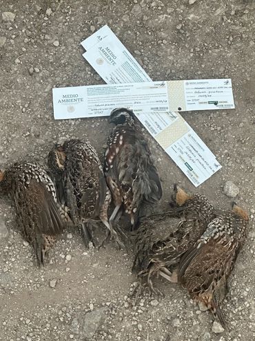 Five dead birds laid on rocky ground with hunting permits.