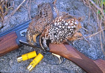 blackthroated quail in yucatan mexico