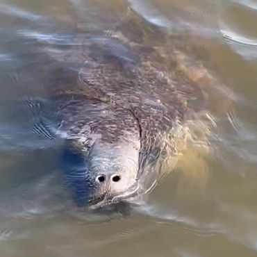 Sarasota Siesta Key Manatee Sighting