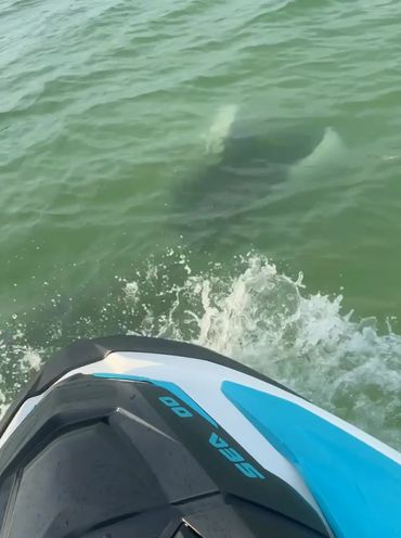 Manta Ray Siesta Key Sandbar