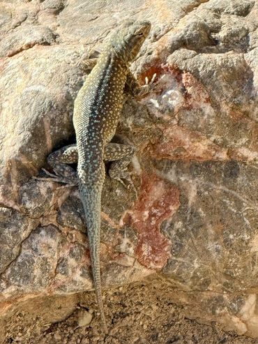 Side-blotched Lizard in Death Valley in The Golden Canyon.