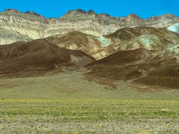 Death Valley Wildflower super bloom near Desolate Canyon.