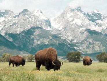 Bison grazing at Grand Teton National Park
