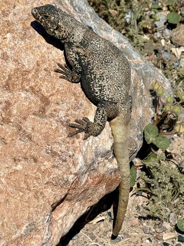 Chuckwalla near Titus Canyon in Death Valley.