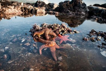 Tide pools in Olympic National Park.