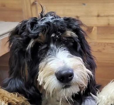 Bernedoodle Puppies Minnesota Socialized doodle puppies Hidden Valley Doodles Minnesota f1b Doodles