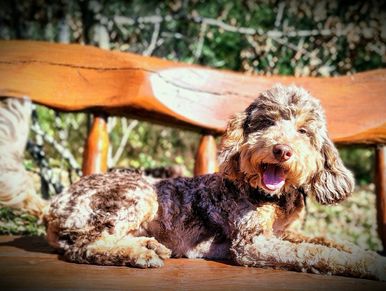 Labradoodle puppy for sale in Minnesota reputable breeders mini labradoodle f1b non-shedding