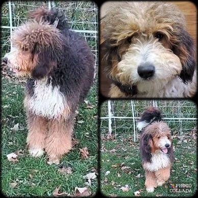 Bernedoodle puppies for sale Minnesota
Goldendoodle puppies for sale Minnesota
Healthy h doodles