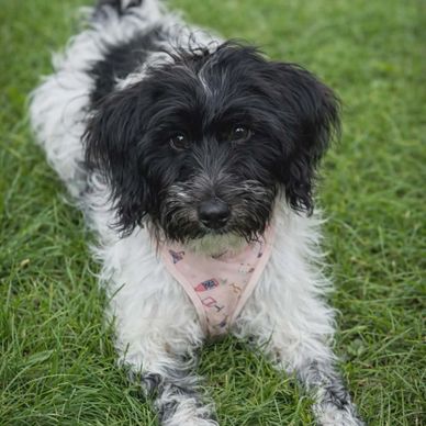 Mini labradoodle puppy for sale in Minnesota reputable breeders non shedding DNA health breed test
