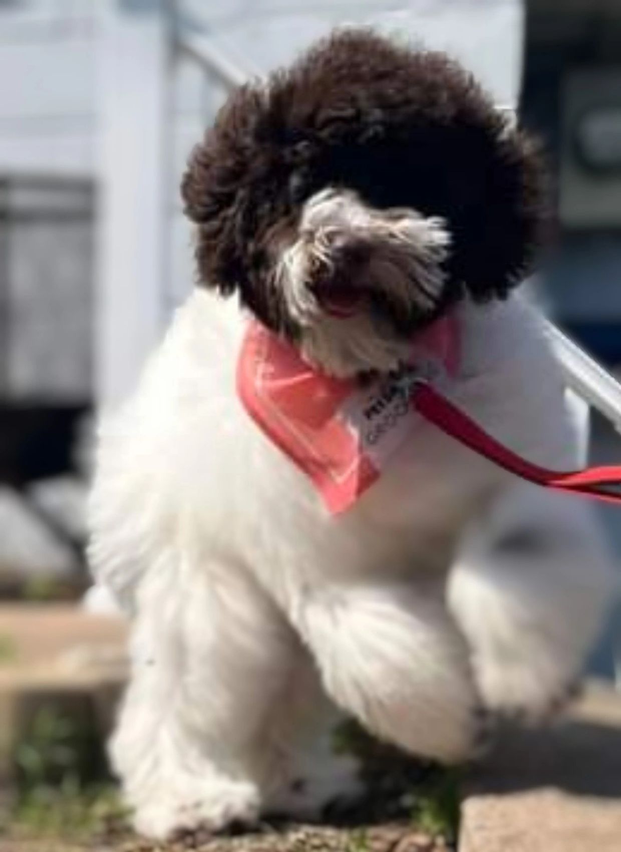 puppies f1b
Mini and standard doodles
Socialized doodle puppies
Hidden Valley Doodles Minnesota