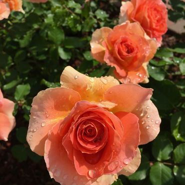Close-up of orange roses with water droplets on petals.