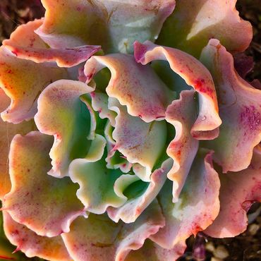 Close-up of a colorful, ruffled succulent plant.
