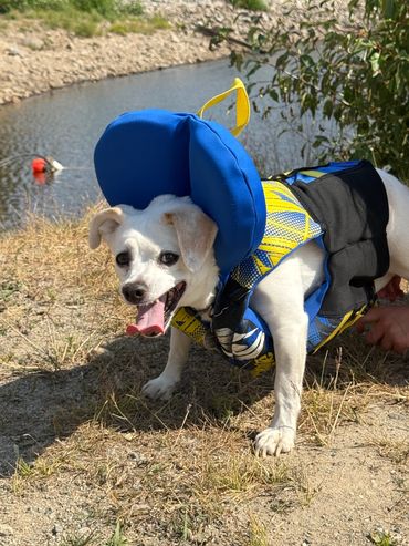 Dog wearing a life jacket standing outdoors near McCulloch Lake.