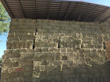 Alfalfa Grass hay in the barn.