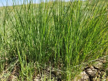 A Teff crop we are experimenting with this year.