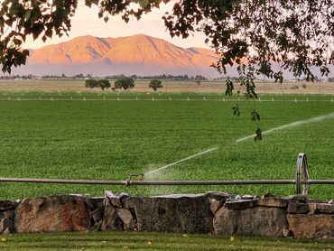 Looking out upon the alfalfa field at the W-F ranch.