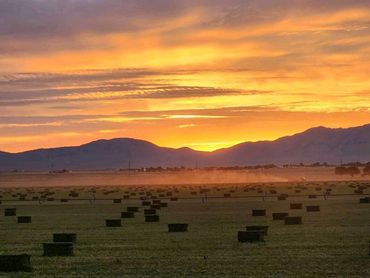 A beautiful sunrise looking across the field.