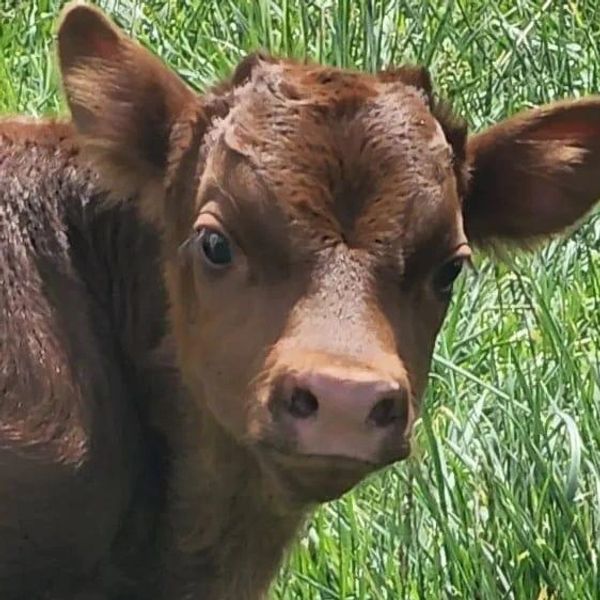 Irish Dexter calf that posed for this picture and will be ready for your freezer soon!