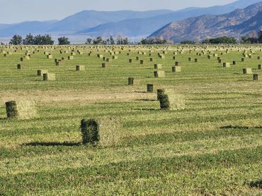 Alfalfa in the field, waiting to be picked up.