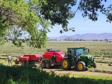 Steam-baling in action on our second cutting this year.