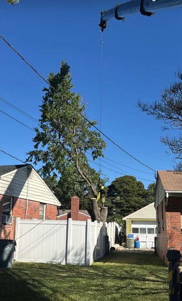 A worker trims a tall tree using a crane between houses.