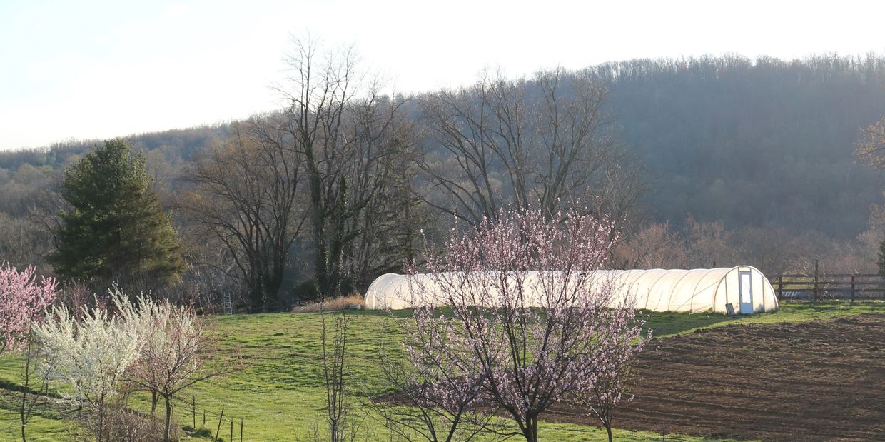 Greenhouse and field with budding fruit trees