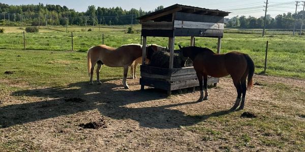 Two horses eating hay from a covered feeder in a sunlit field.