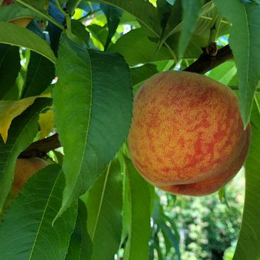 Peach hanging from tree