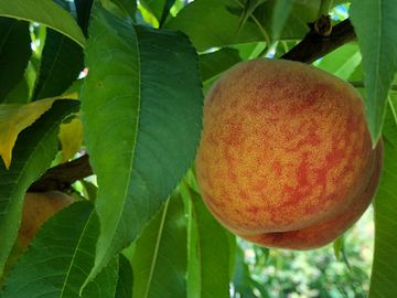 Peach on tree